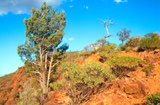 9k: Acacia Ridge at Arkaroola