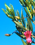 12 k: Narrow leaved fuchsia bush