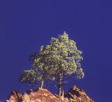 6 k: Native pine