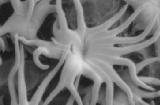 Eriostemon australasius - stellate hairs