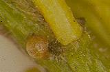 Philotheca angustifolia -leaf glands