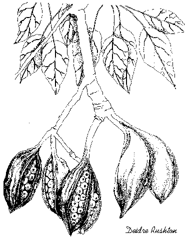 Brachychiton Seed Pod