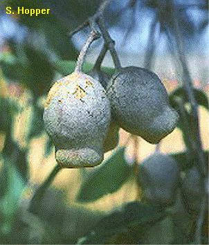 Corymbia calophylla - Fruit