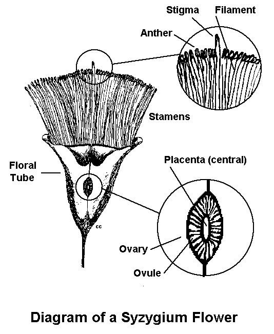 Syzygium Diagram