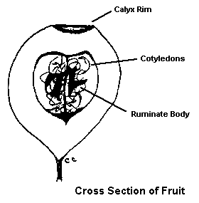Fruit Diagram