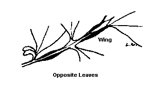 Twig Diagram
