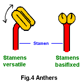 Stamens Diagram