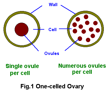 One-celled Ovary