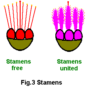 Stamens Diagram