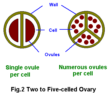 Two to Five-celled Ovary