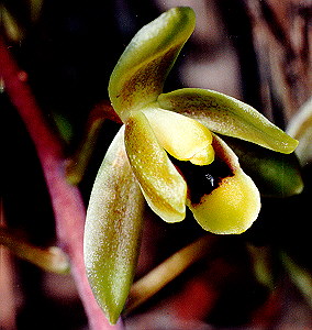 Cymbidium suave - flower