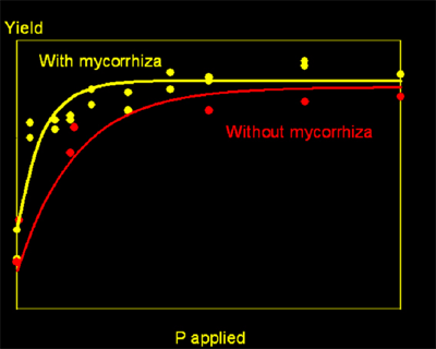 Phosphorus uptake and mycorrhiza