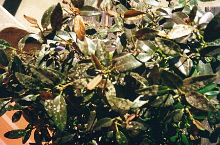 Damage to the foliage of a Port Jackson Fig