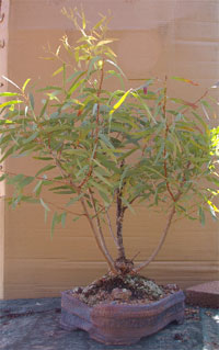 Eucalyptus hybrid