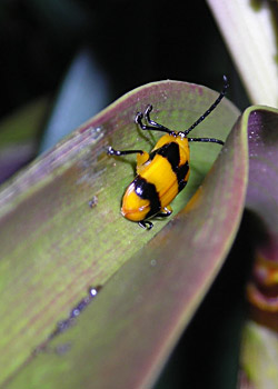 Dendrobium beetle feeding