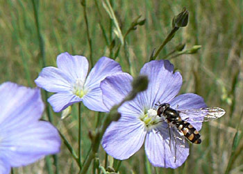 Hoverfly Syrphidae on Linum