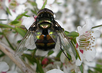 Tachinid fly on Leptospermum