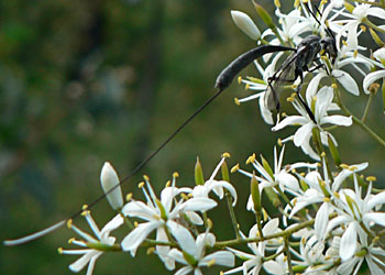 Ichneumonid wasp on Bursaria