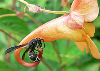 Wasp robbing Impatiens nectary