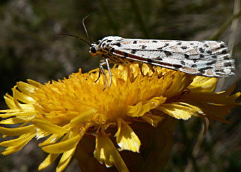Utetheisa moth on Podolepis