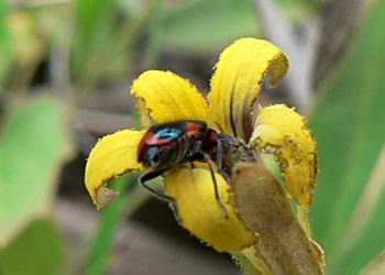 The beetle Dicranolaius