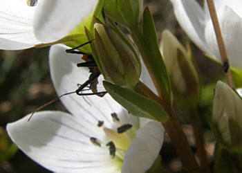 Assassin bug lurking below gentian flower
