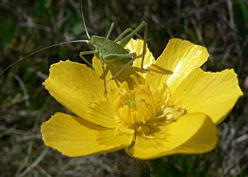 Katydid Caedicia simplex on Ranunculus
