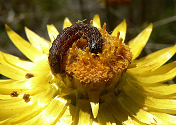 Caterpillar Heliothis punctigera on Xerochrysum