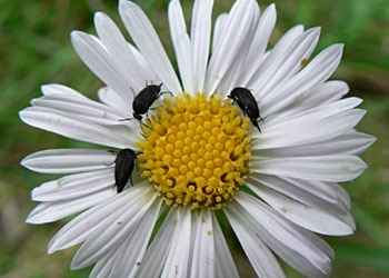 Pollen beetles, Mordellidae, on Brachyscome