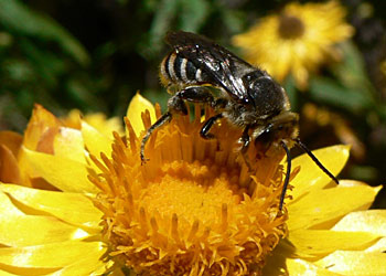 Solitary bee on Xerochrysum