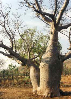 A Boab tree
