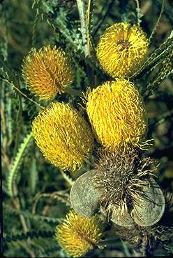 Banksia candolleana