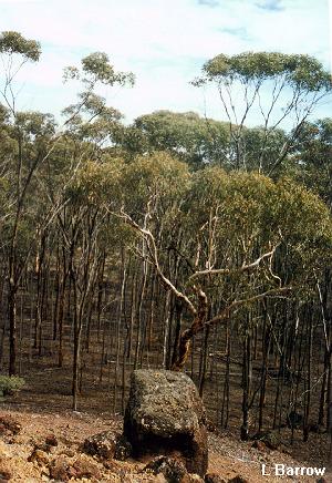 Eucalyptus astringens on a breakaway
