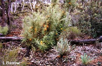 Dryandra vegetation on breakaway