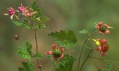 Rubus parvifollus
