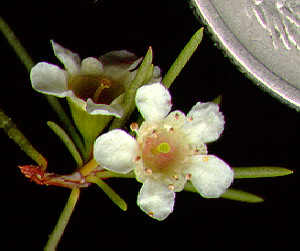 Baeckea stenophylla