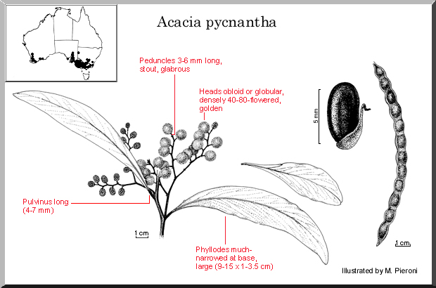Diagram of Acacia pycnantha