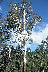 Eucalyptus benthamii