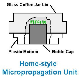 Micropropagation Diagram