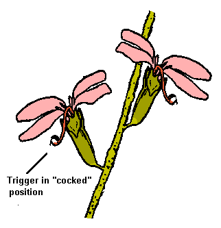 Trigger plant diagram