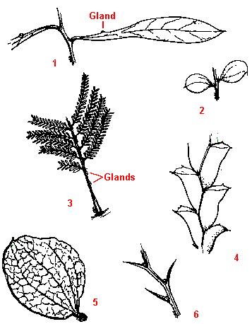 Acacia Foliage