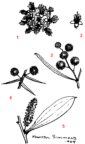 Acacia Flowers