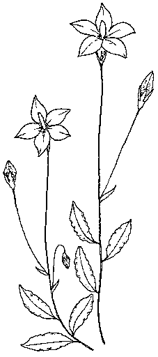 Wahlenbergia gloriosa