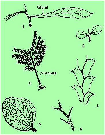 Acacia Foliage