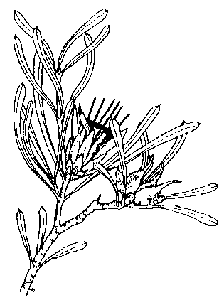 Lambertia formosa