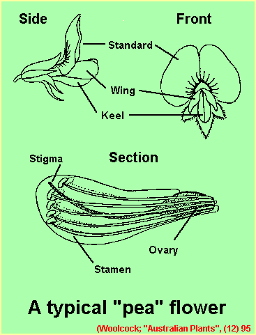 Pea flower diagram