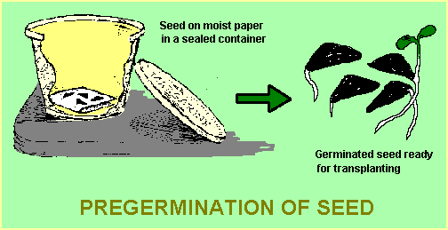 Pre-germination Diagram