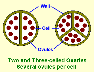 Two and multi-celled ovaries