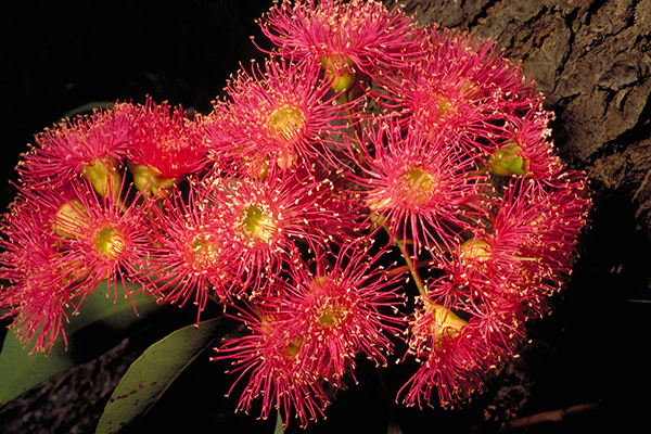 Corymbia ficifolia - Red Flowering Gum (Photo: Brian Walters)