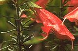 Prostanthera aspalathoides - red